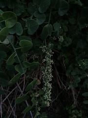 Salpianthus purpurascens