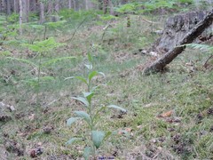 Digitalis purpurea purpurea