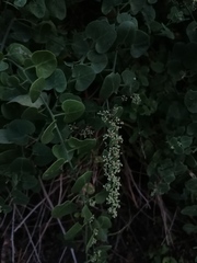 Salpianthus purpurascens