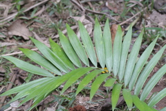 Zamia prasina