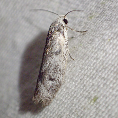 Lichenaula onychotypa