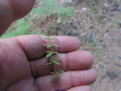 Cruciata pedemontana