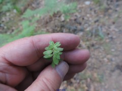 Cruciata pedemontana