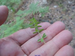 Cruciata pedemontana