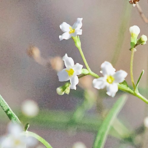 Image of Stenotis arenaria by (c) Bill Levine, some rights reserved (CC BY)