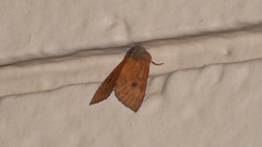Orthosia transparens