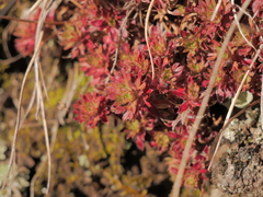 Saxifraga fragosoi