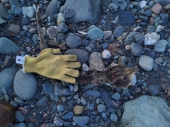 Rostroraja eglanteria