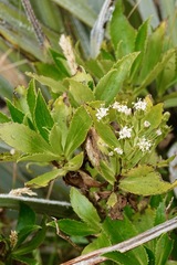 Traversia baccharoides