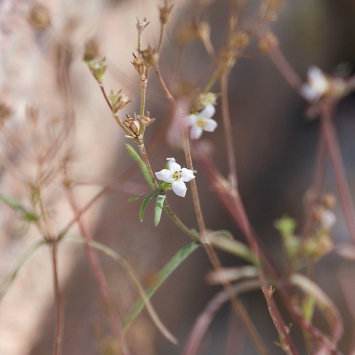 Image of Stenotis arenaria by (c) Bill Levine, some rights reserved (CC BY)