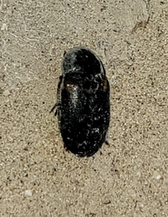 Dermestes carnivorus