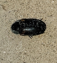 Dermestes carnivorus