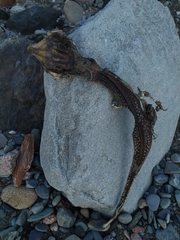 Rostroraja eglanteria