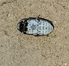 Dermestes carnivorus