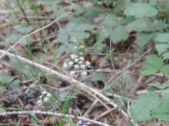 Conopodium pyrenaeum