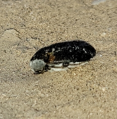 Dermestes carnivorus