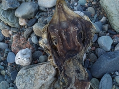 Rostroraja eglanteria