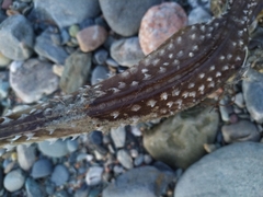 Rostroraja eglanteria