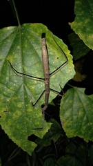 Exocnophila