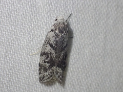 Lichenaula onychotypa