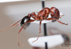 Pogonomyrmex bicolor