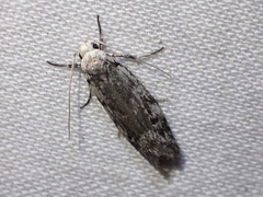 Lichenaula onychotypa