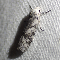 Lichenaula onychotypa