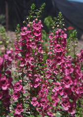 Angelonia angustifolia