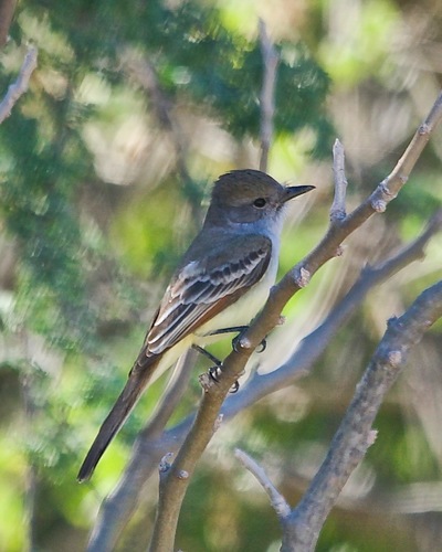 Kalifornienschopftyrann (Myiarchus cinerascens)