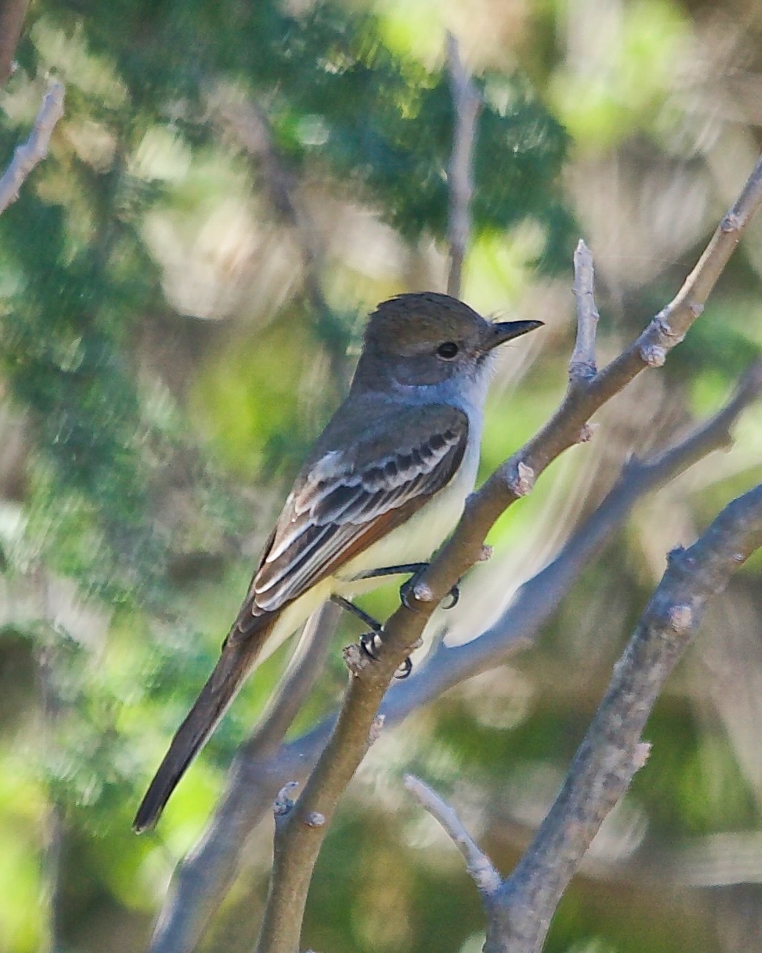 Ash-throated Flycatcher (Myiarchus cinerascens)