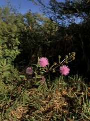 Mimosa pigra