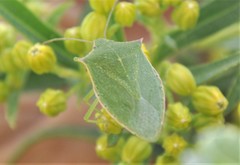 Chlorocoris irroratus