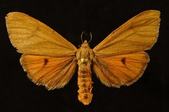 Virbia opella