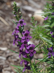 Angelonia angustifolia