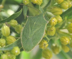 Chlorocoris irroratus