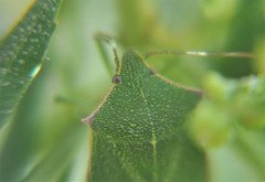 Chlorocoris irroratus