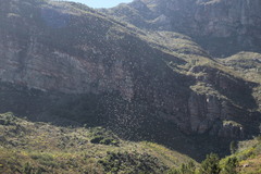 Solenopsis punctaticeps