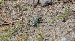 Cicindela oregona oregona