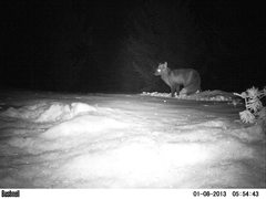 Vulpes vulpes necator