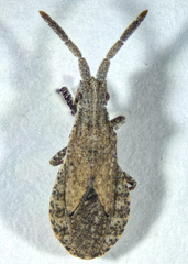 Scolopocerus secundarius