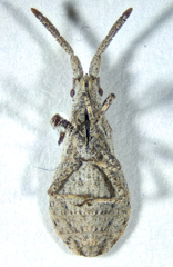 Scolopocerus secundarius