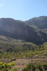 Solenopsis punctaticeps