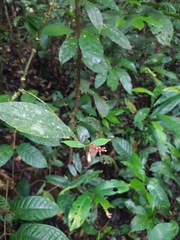 Palicourea calophylla