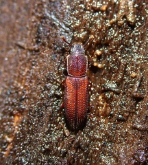 Pycnomerus reflexus