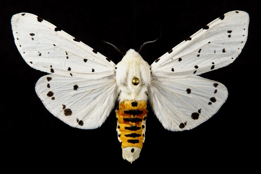 Estigmene albida