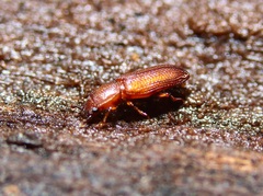 Pycnomerus reflexus