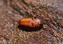 Pycnomerus reflexus