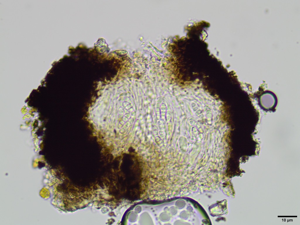 Opegrapha foreaui