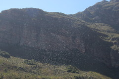 Solenopsis punctaticeps