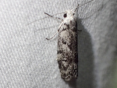 Lichenaula onychotypa